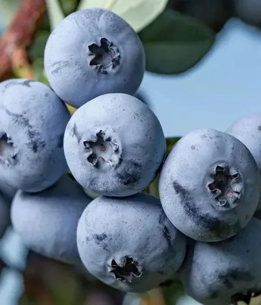 Čučoriedka (Vaccinium virgatum) DELITE