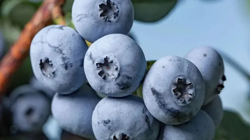 Kurzanleitung für Profis: Gezielte Düngung von Blaubeeren für maximale Erträge