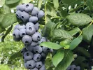 Heidelbeere (Vaccinium corymbosum) DRAPER - Tutifruti, s.r.o.