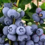 Blueberry (Vaccinium corymbosum) DUKE