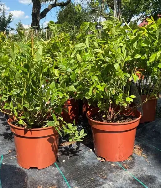 PBR Blueberry (V. corymbosum x V. angustifolium x V. uliginosum) JORMA