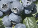 Čučoriedka (Vaccinium corymbosum) HURON - Tutifruti, s.r.o.
