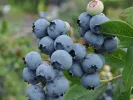 PBR Čučoriedka (Vaccinium corymbosum x Vaccinium angustifolium x Vaccinium uliginosum) JORMA - Tutifruti, s.r.o. (SK)