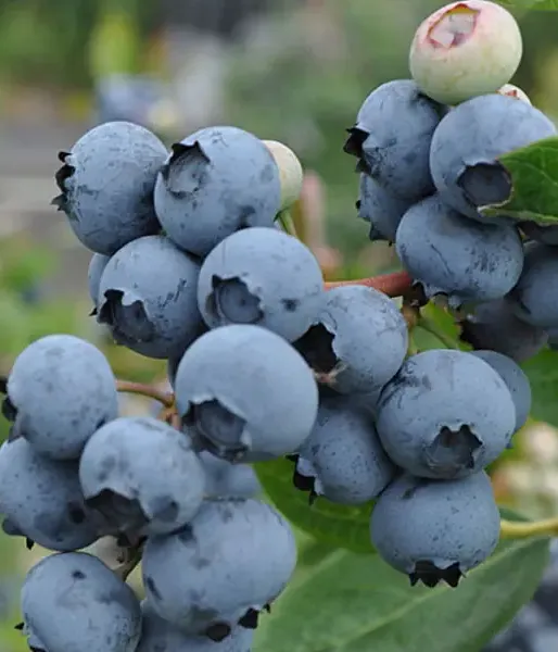 PBR Blueberry (V. corymbosum x V. angustifolium x V. uliginosum) JORMA