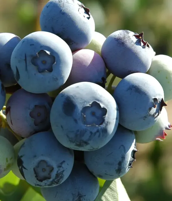 Blueberry (Vaccinium corymbosum) LEGACY