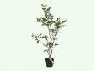 Heidelbeere (Vaccinium corymbosum) LIBERTY - Tutifruti SK