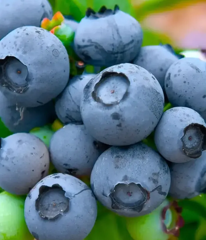Blueberry (Vaccinium corymbosum) MEADER - Tutifruti, s.r.o.