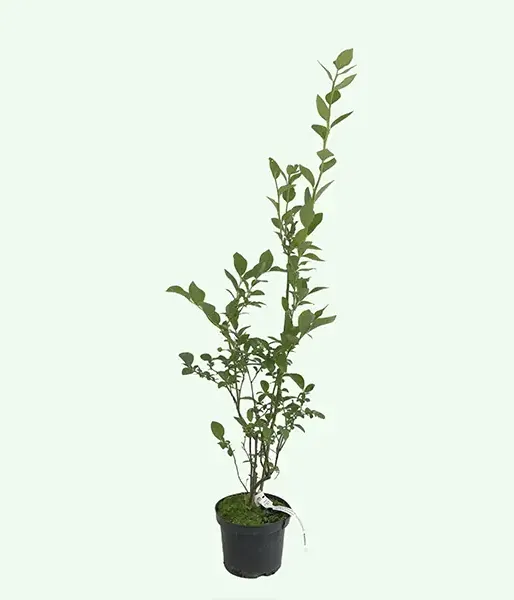 Blueberry (Vaccinium corymbosum) NELSON - Tutifruti SK