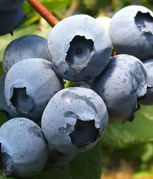Blueberry (Vaccinium corymbosum) NELSON - Tutifruti SK