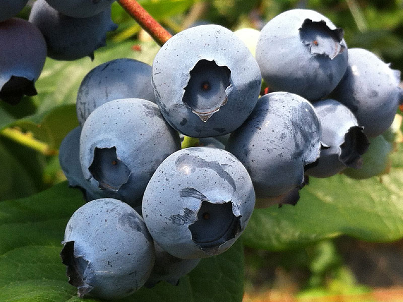 Heidelbeere (Vaccinium corymbosum) NELSON