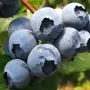 Blueberry (Vaccinium corymbosum) NELSON