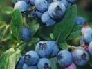 Heidelbeere (Vaccinium corymbosum x Vaccinium angustifolium) NORTHCOUNTRY - Tutifruti, s.r.o.
