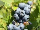 Čučoriedka (Vaccinium corymbosum) NORTHLAND - Tutifruti SK