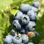 Extra frost-resistant - Finnish varieties