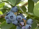 Heidelbeere (Vaccinium corymbosum x Vaccinium darrowii) O'NEAL - Tutifruti, s.r.o.