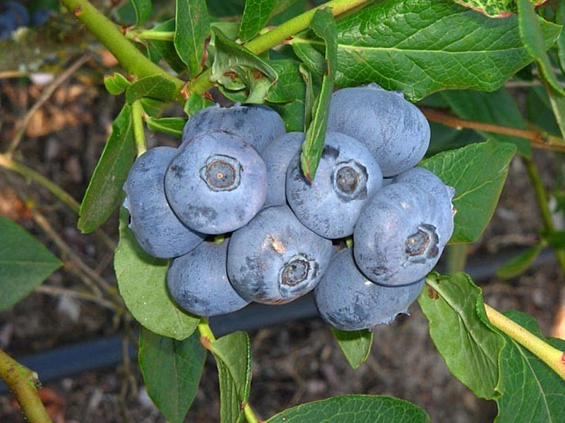 Heidelbeere (Vaccinium corymbosum) PATRIOT