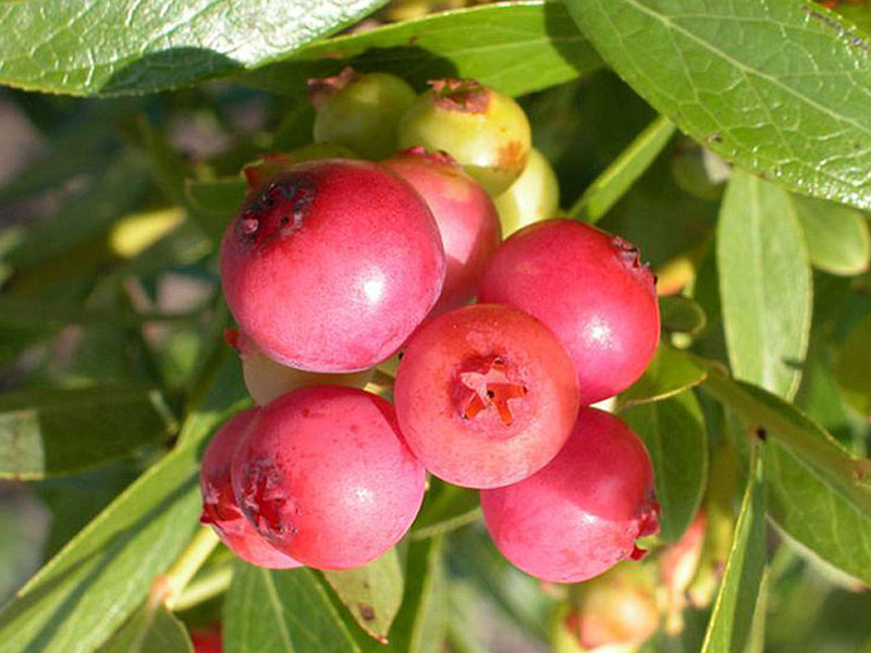 Heidelbeere (Vaccinium corymbosum) Pink Lemonade