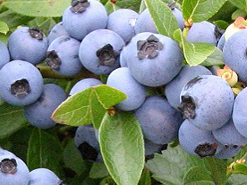 Heidelbeere (Vaccinium corymbosum) POLARIS