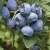 Heidelbeeren