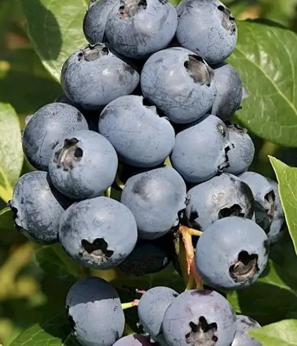 Blueberry (Vaccinium corymbosum) SIERRA