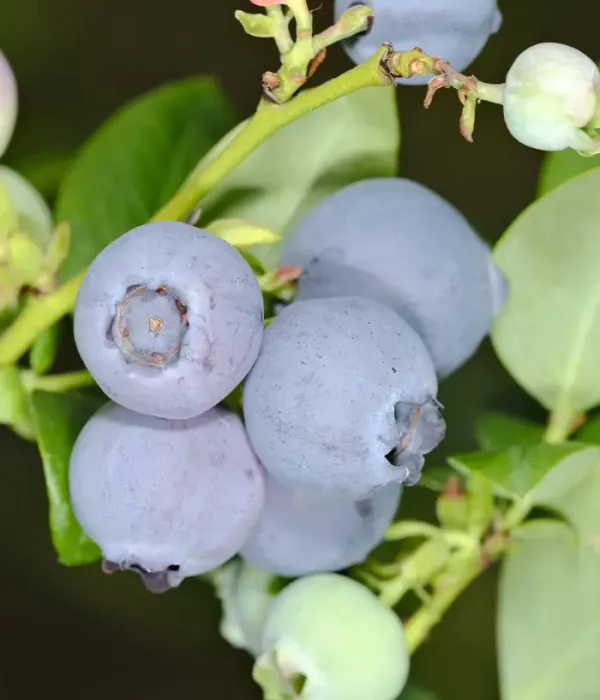 Heidelbeere (Vaccinium corymbosum) CLARKSVILLE