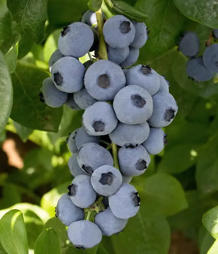 Heidelbeere (Vaccinium corymbosum) MEGASBLUE®