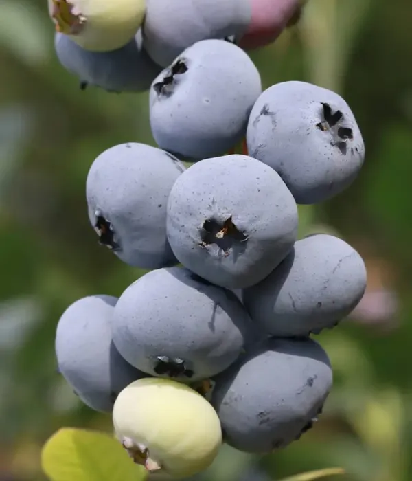 Heidelbeere (Vaccinium corymbosum) PINNACLE