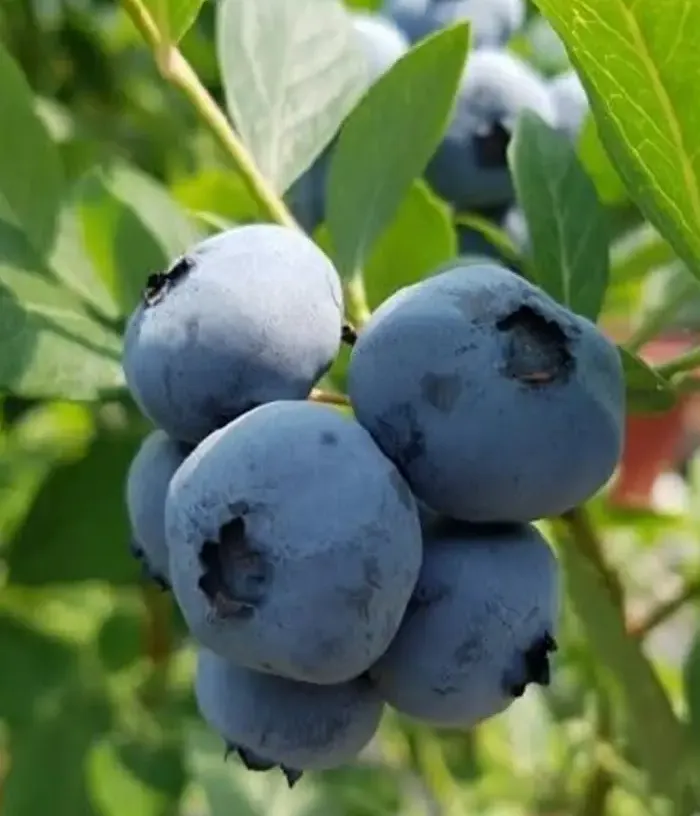 Heidelbeere (Vaccinium corymbosum x Vaccinium darrowii) GULF COAST