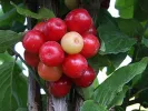 Kornelkirsche (Cornus mas) JULIUSZ - Tutifruti SK