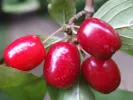 Kornelkirsche (Cornus mas) KORRALOWYJ MARKA - Tutifruti SK