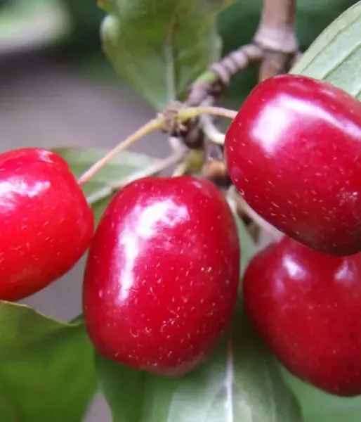 Cornelian Cherry Dogwood (Cornus mas) KORRALOWYJ MARKA