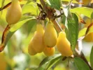 Kornelkirsche (Cornus mas) NEZNYJ - Tutifruti SK