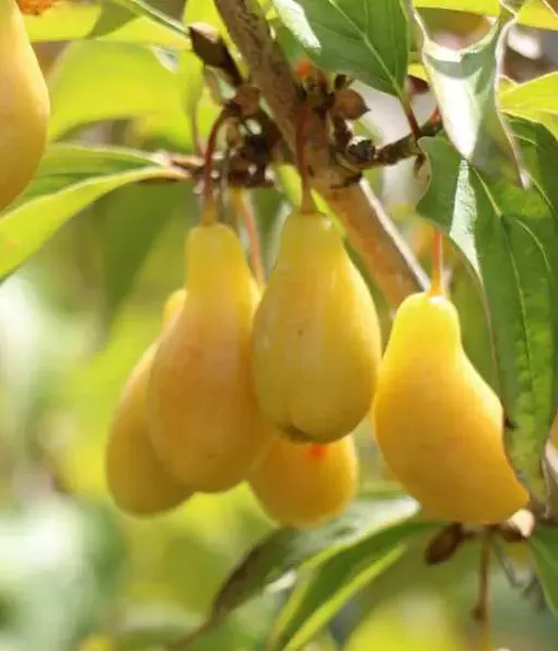 Cornelian Cherry Dogwood (Cornus mas) NEZNYJ