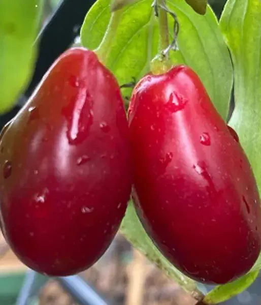 Kornelkirsche (Cornus mas) BOLESTRASZYCKI® - Tutifruti SK