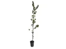 Kornelkirsche (Cornus mas) KORRALOWYJ MARKA - Tutifruti SK