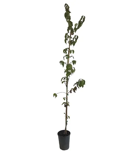 Cornelian Cherry Dogwood (Cornus mas) KORRALOWYJ MARKA