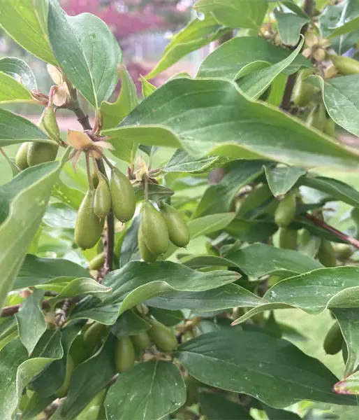 Kornelkirsche (Cornus mas) EKZOTYCNYJ - Tutifruti SK