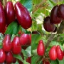 DOGWOOD Rare Fruit Tree Collection 4 plants