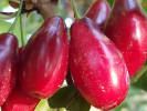 Kornelkirsche (Cornus mas) EKZOTYCNYJ - Tutifruti SK