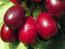 Kornelkirsche (Cornus mas) RADOST - Tutifruti SK