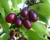 Cornelian Cherry Dogwood