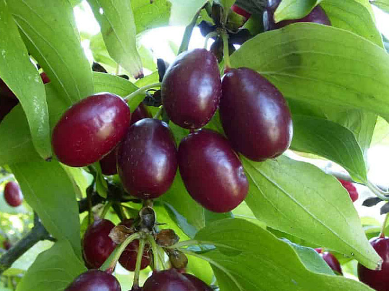 Kornelkirsche (Cornus mas) FRUITFUL