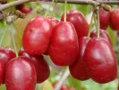 Kornelkirsche (Cornus mas) YEVGENIA - Tutifruti SK