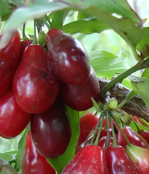 Kornelkirsche (Cornus mas) KOSTIA