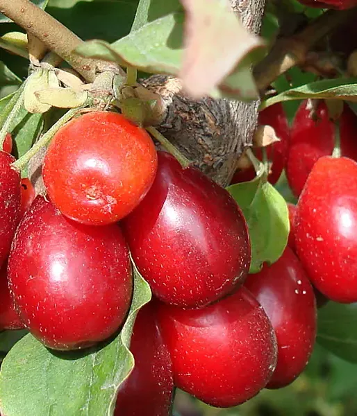 Cornelian Cherry Dogwood (Cornus mas) KRESOWIAK