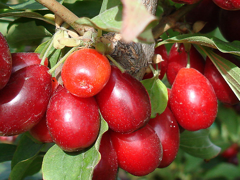 Kornelkirsche (Cornus mas) YELENA