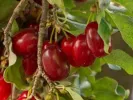 Drieň obyčajný (Cornus mas) MARCELI® - Tutifruti SK