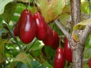 Kornelkirsche (Cornus mas) DUBLANY - Tutifruti SK