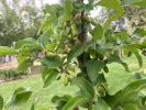 Cornelian Cherry Dogwood (Cornus mas) NIKOLKA - Tutifruti SK