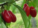 Kornelkirsche (Cornus mas) PACOSZKI